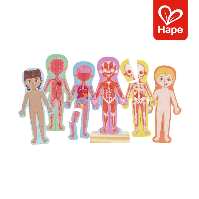 Quebra-cabeça Magnético do Corpo Humano 4 Camadas | HAPE