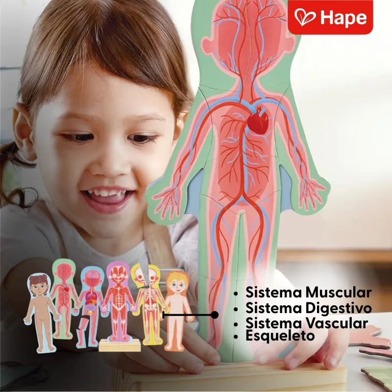 Quebra-cabeça Magnético do Corpo Humano 4 Camadas | HAPE