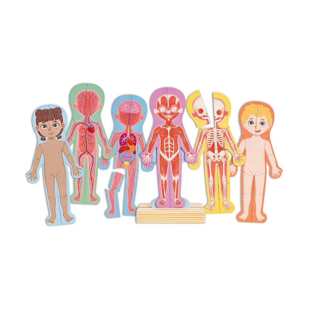 Quebra-cabeça Magnético Corpo Humano Hape - imagem 1